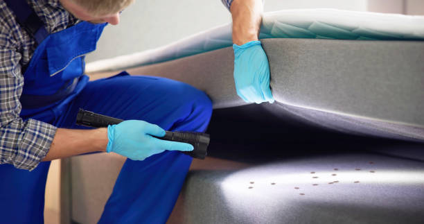 Best Ant Control Services  in Villisca, IA