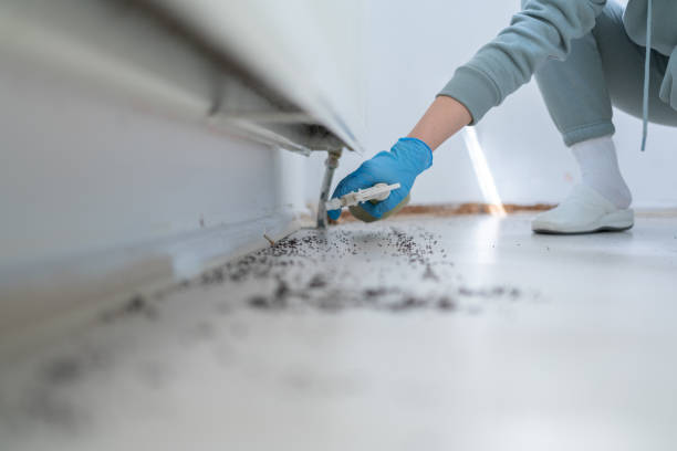 Best Termite Control Services  in Villisca, IA